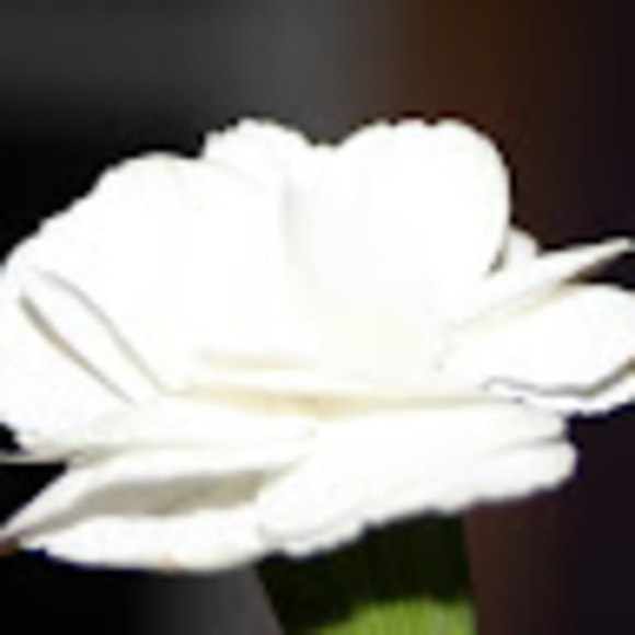 Meet your Posher, Kenzie - Picture 1 of 1